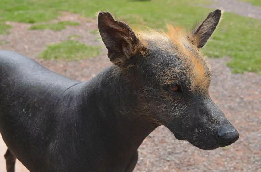 Portret nagiego psa peruwiańskiego