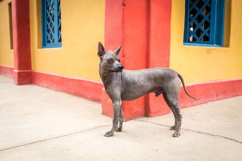 Nagi pies peruwiański stojący przed domem w Peru
