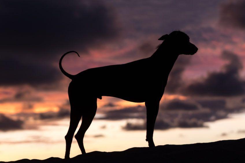 Nagi pies peruwiański stojący na tle nieba o zachodzie słońca