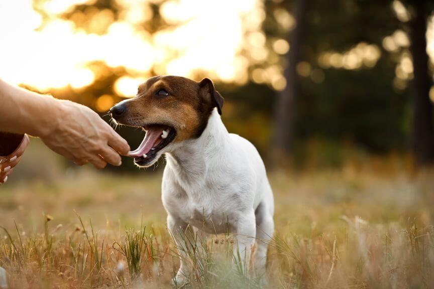 jack russel terrier rasy które żyją najdłużej