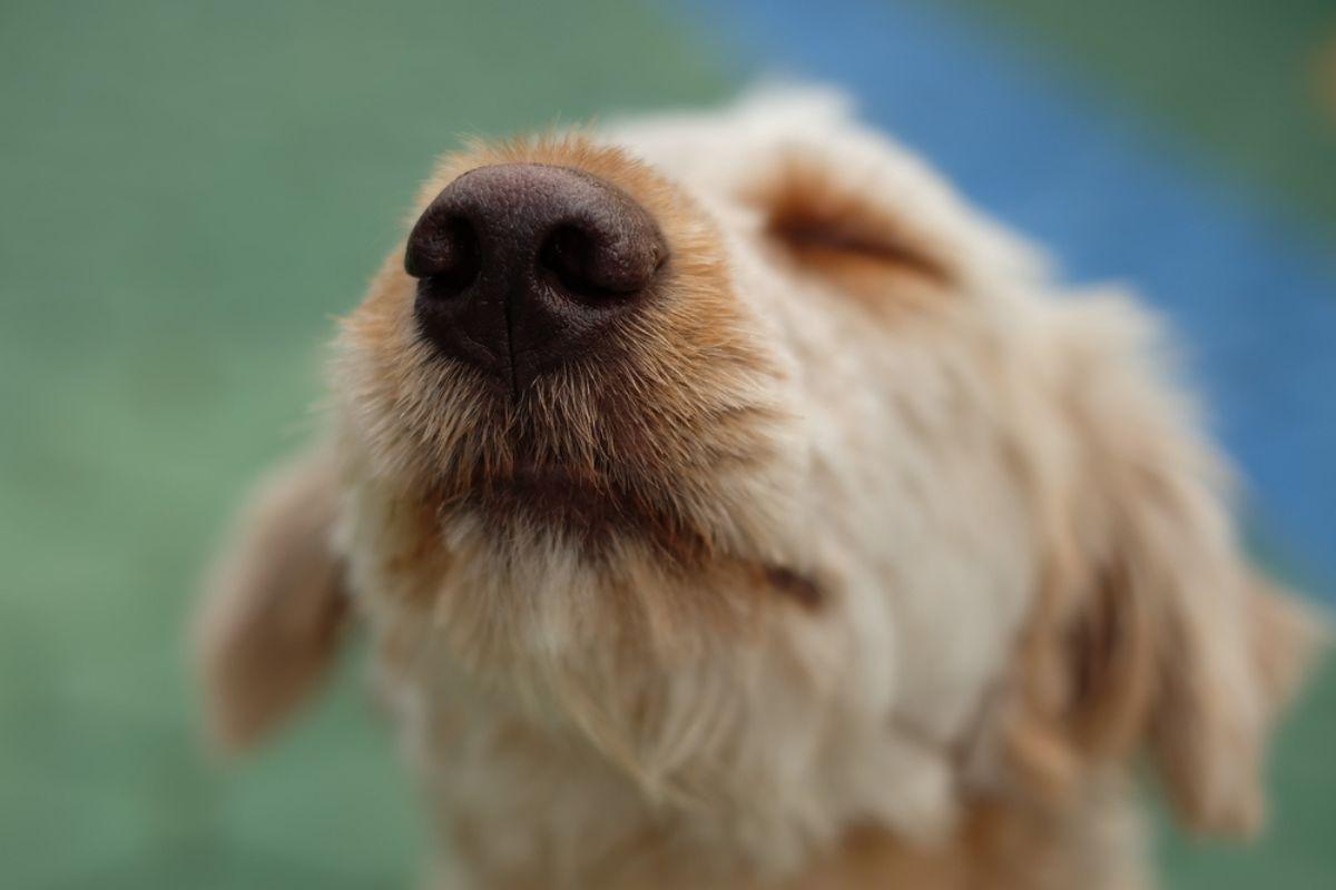 długość życia psa wyczytasz z jego nosa