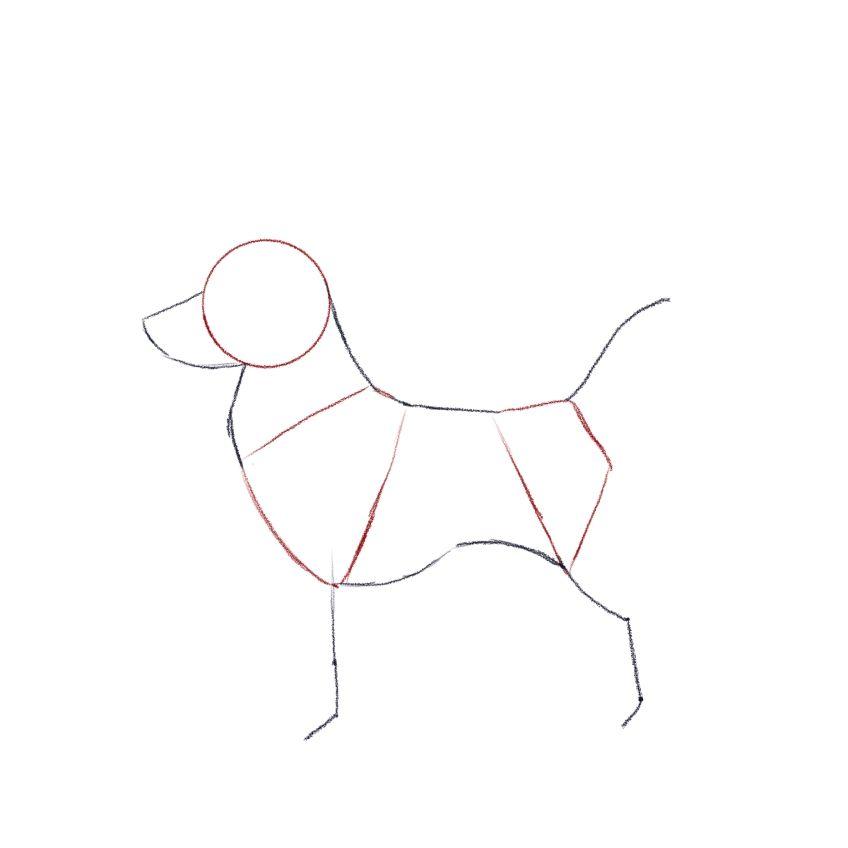 jak narysować psa - krok 3