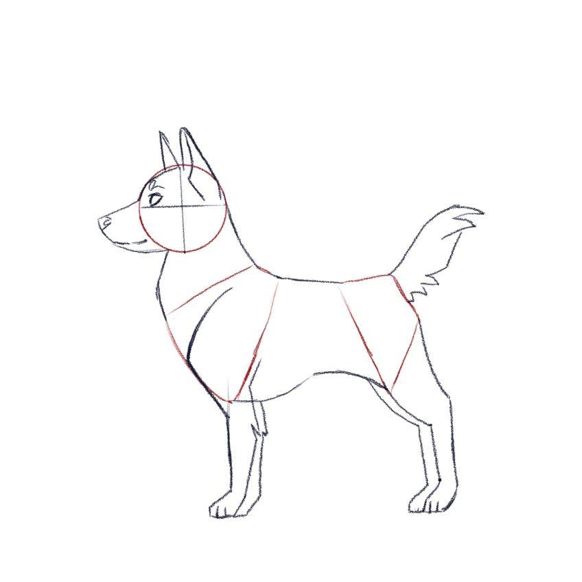 jak narysować psa - krok 4