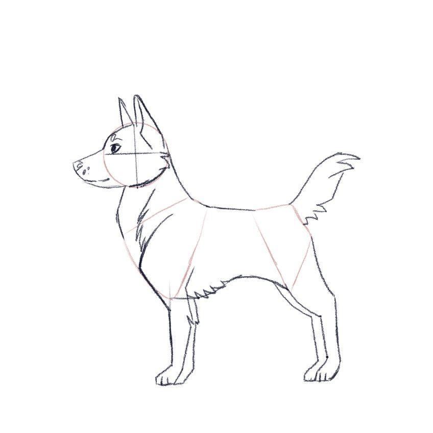 jak narysować psa - krok 5