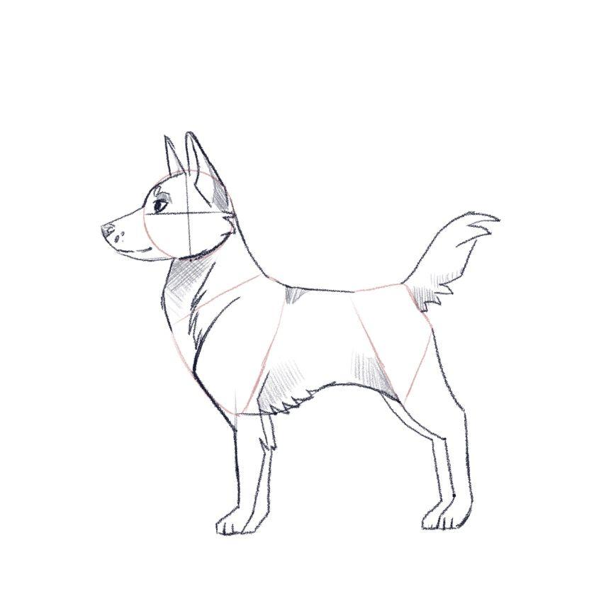 jak narysować psa - krok 6