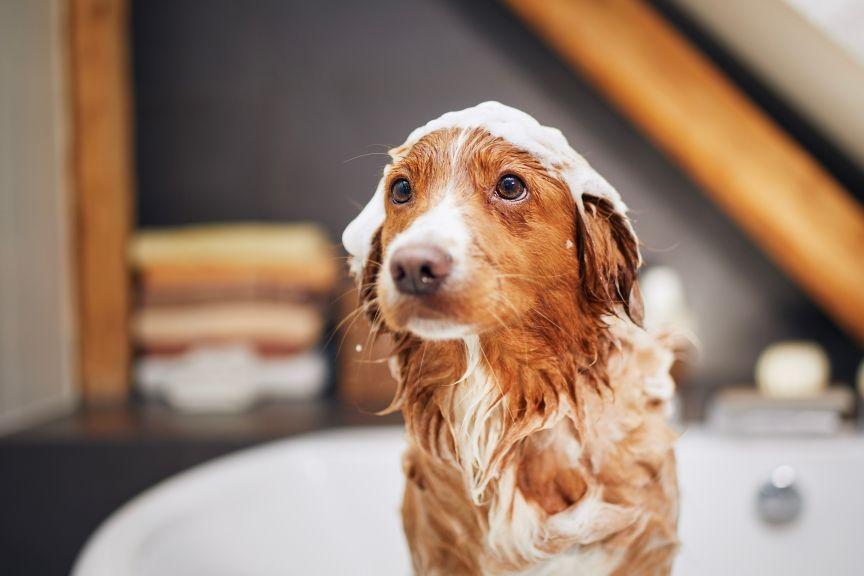 jak przekonać psa do szczotki i szamponu