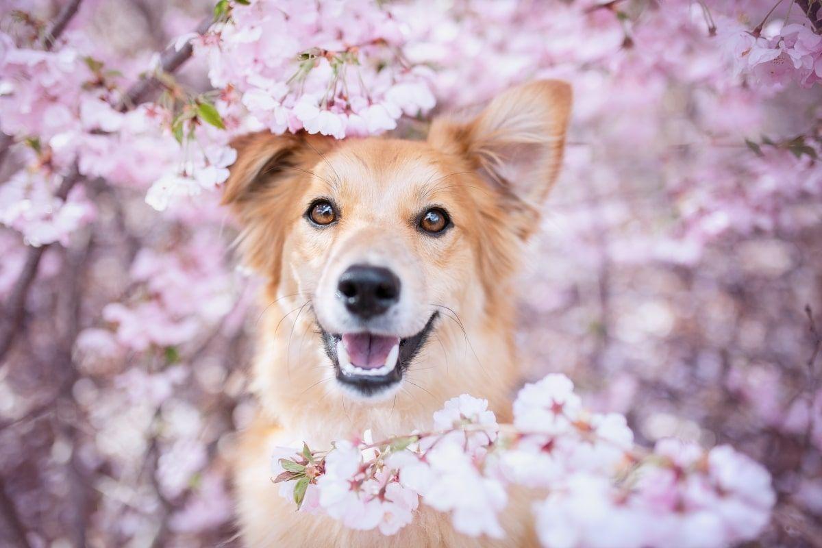 jak przygotować psa na wiosnę