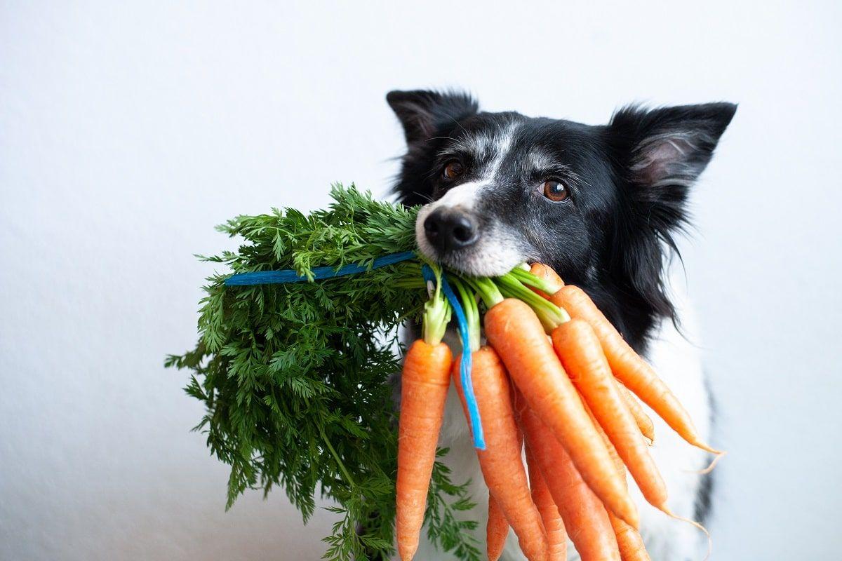 jakie warzywa dla psa