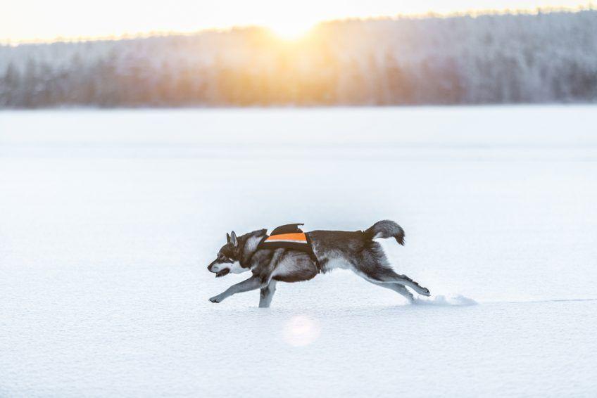 Jämthund biegnący w zimowym pejzażu