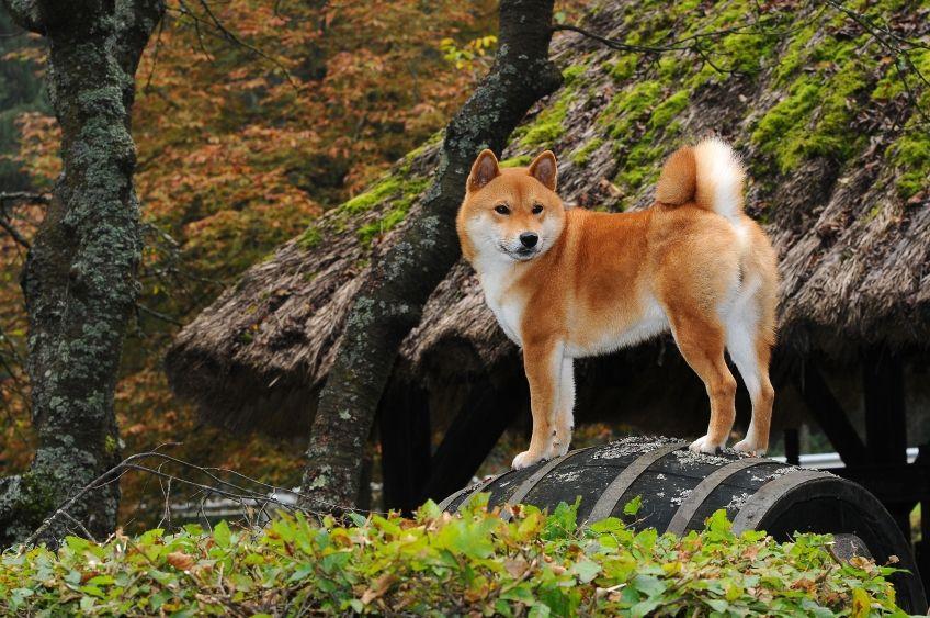 japońskie rasy psów shiba inu stoi na kamieniu