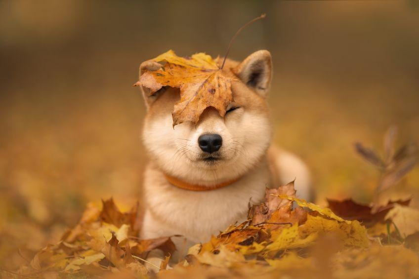 japońskie rasy psów shiba inu w jesiennych liściach