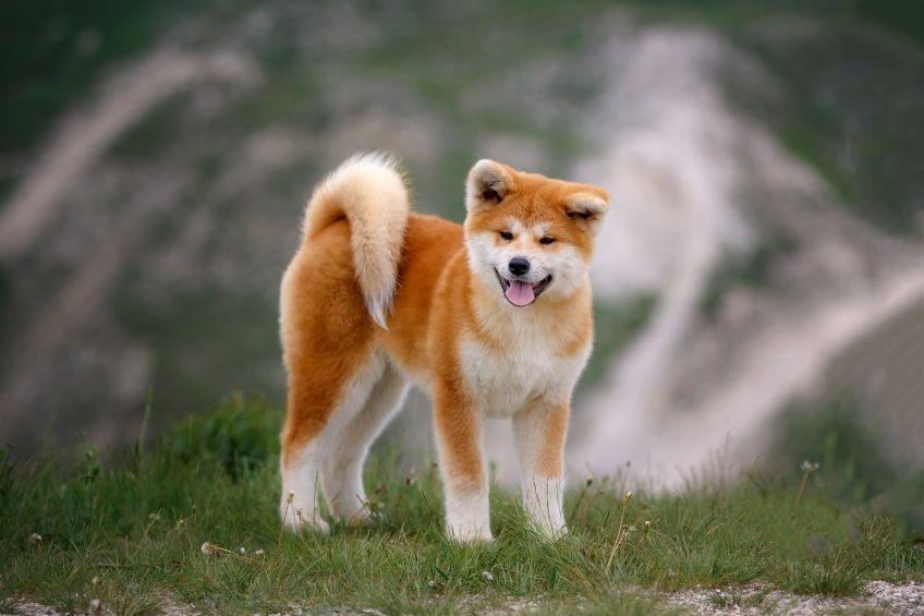 japońskie rasy psów szczeniak akita inu