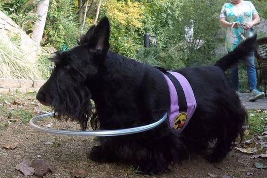 Dwie mieszkanki stanu Georgia w Stanach Zjednoczonych wynalazły kamizelkę z aureolą, która pomaga niewidomym psom