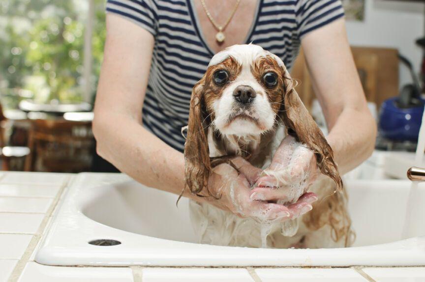 jak przekonać psa do kąpieli w łazience