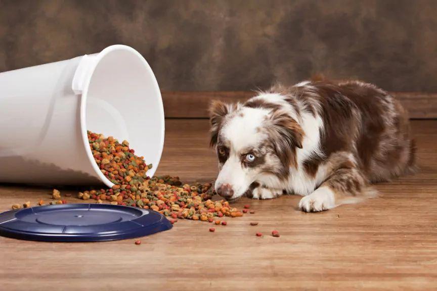 jak przechowywać karmę karmienie psa dietą wegetariańską