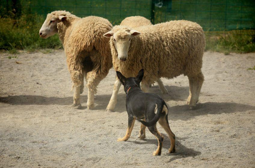 Kelpie przy pracy z owcami