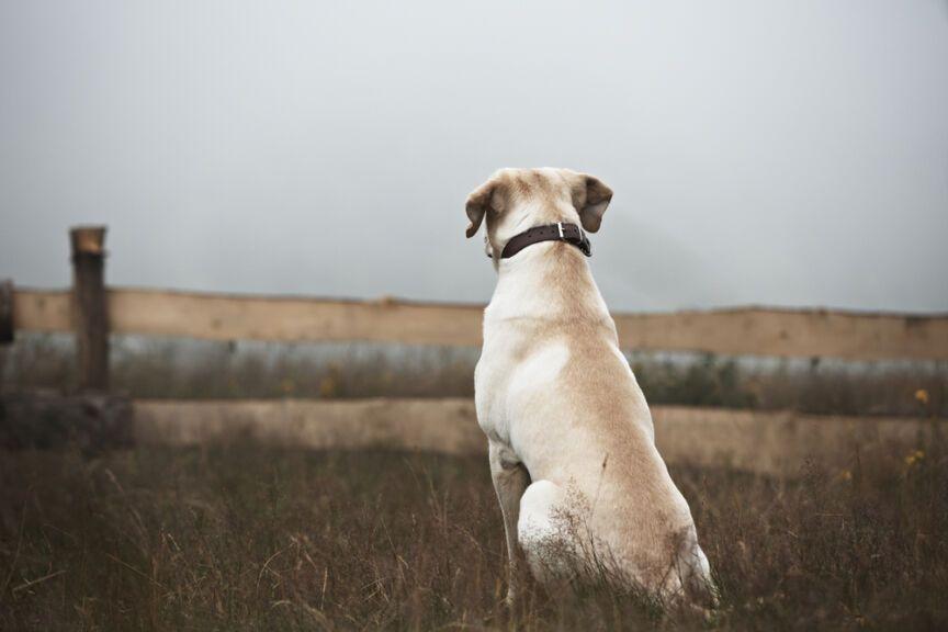 ile ginie psów - amerykańskie badanie ASPCA