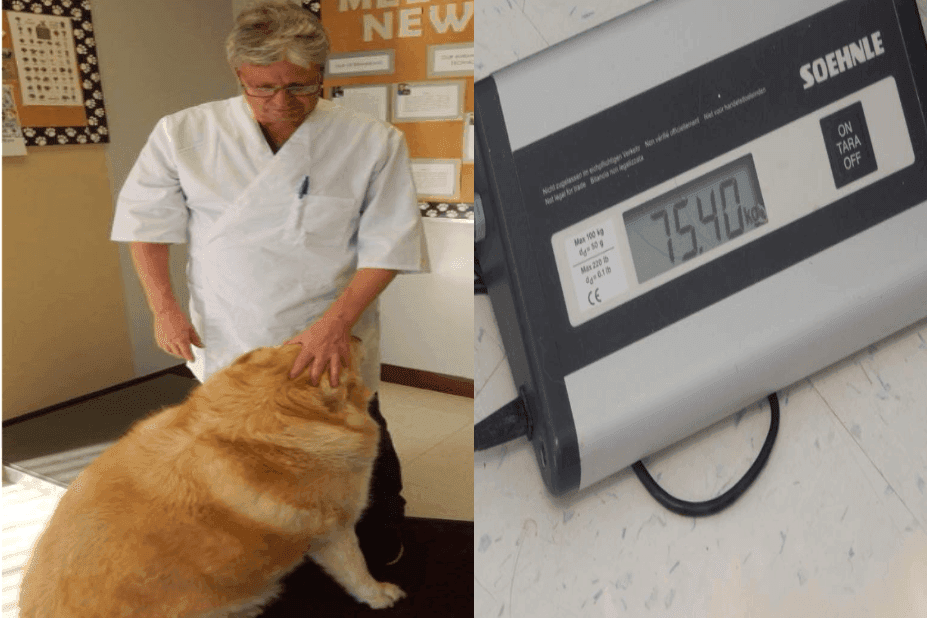 labrador ktory schudl 48 kilogramow