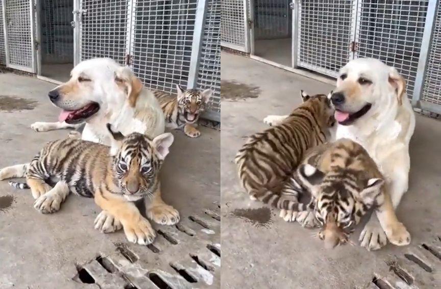 labrador opiekujący się tygrysami