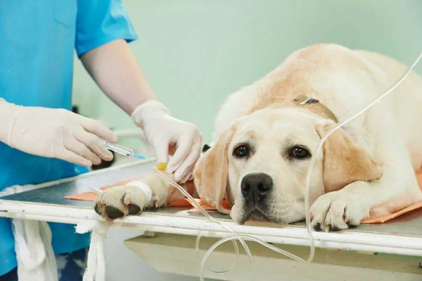 eutanazja psa