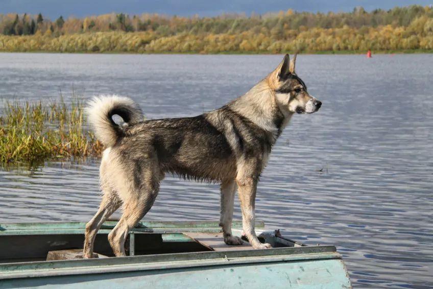 Łajka stojąca na łodzi na tle jeziora