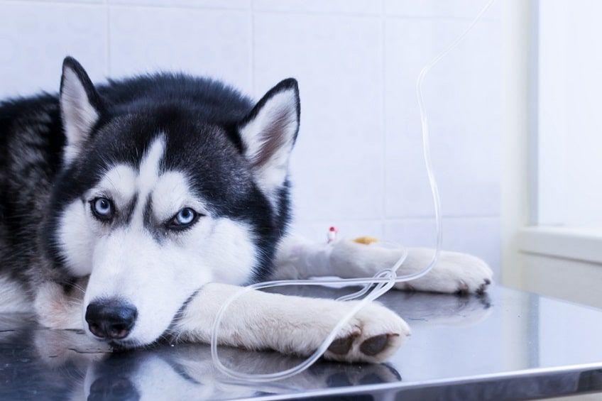 leczenie leptospirozy u psa