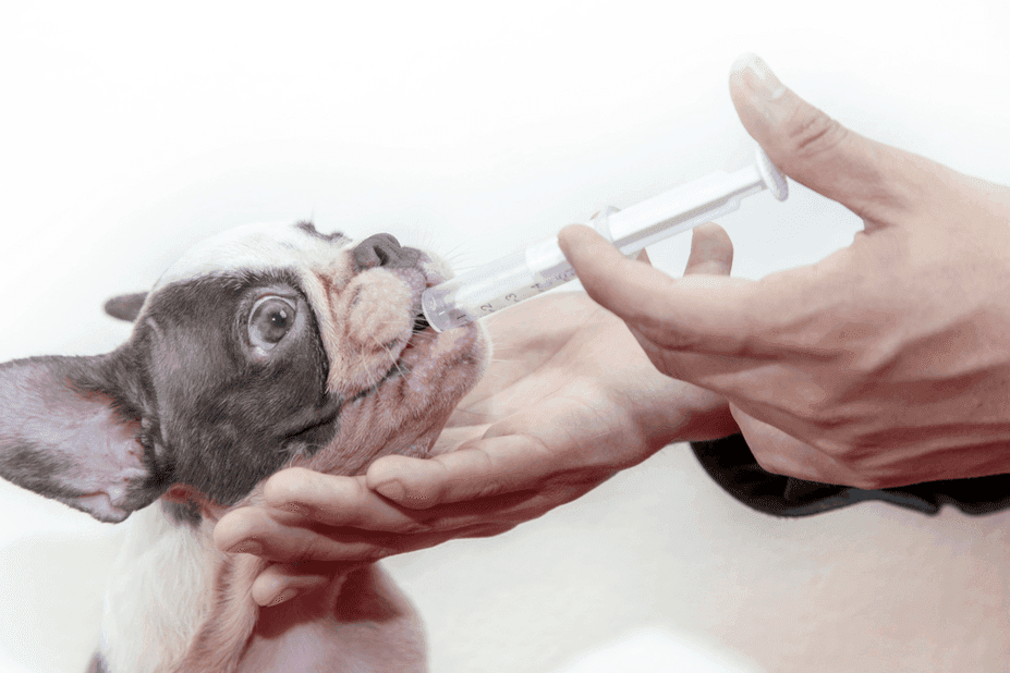 leczenie tęgoryjca u psa