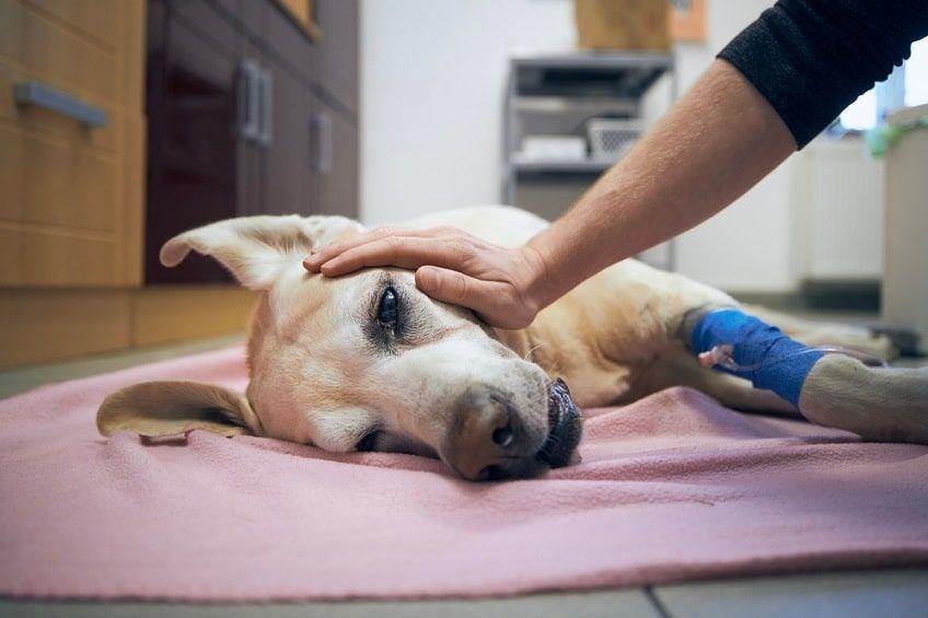 leczenie udaru u psa-min.jpg