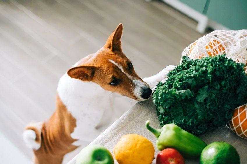 lista warzyw dla psa-min.jpg