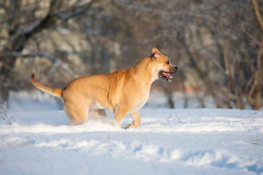 Dog z Majorki galopujący w śniegu