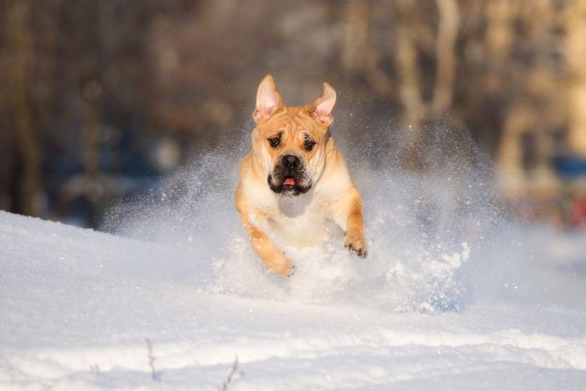 Dog z Majorki galopujący w śniegu w stronę fotografa