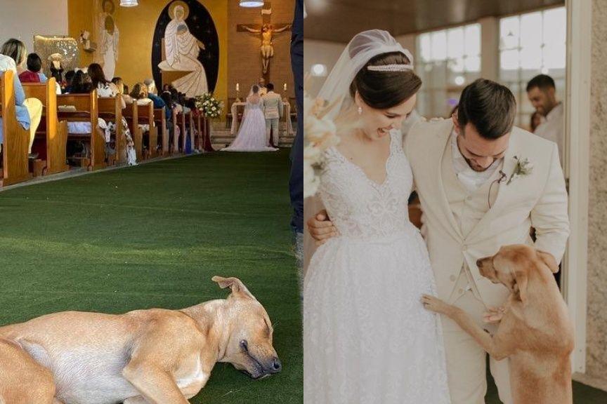 pies adoptował ludzi na ślubie