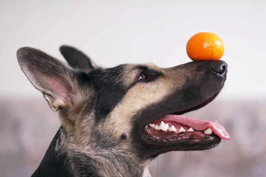 czy pies może jeść mandarynki