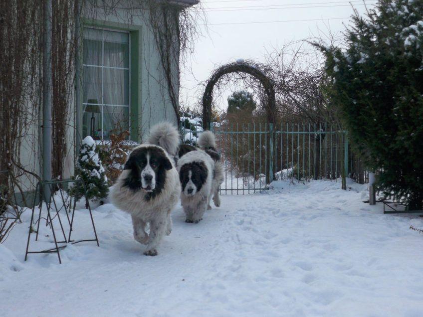 Dwa mastify pirenejskie w zimowym ogrodzie