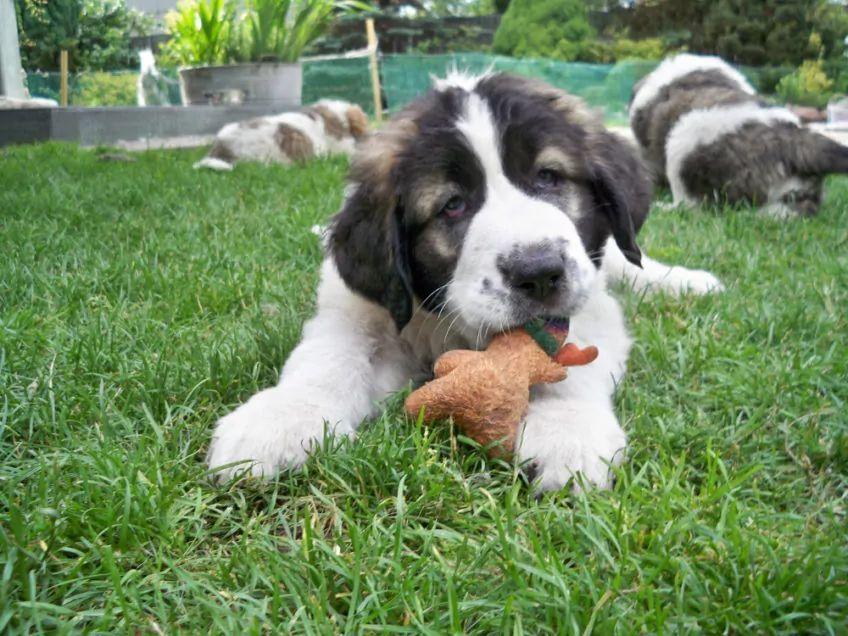 Szczenię mastifa leżące na trawie z zabawką w pysku