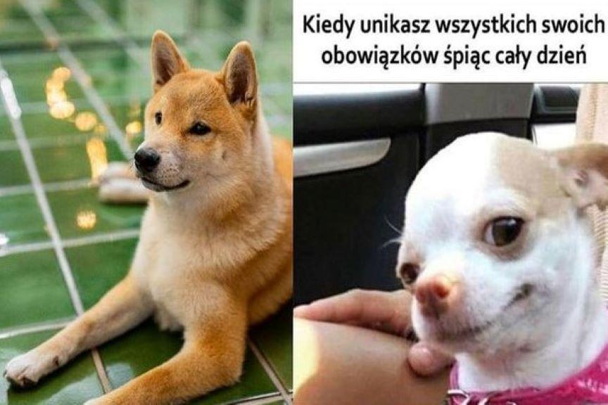 Memy z psami