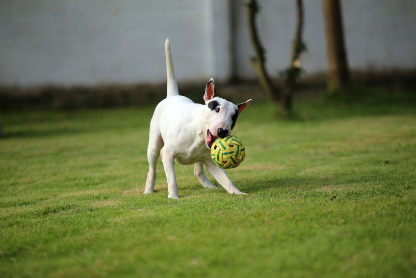 Bulterier bawiący się piłką na trawniku