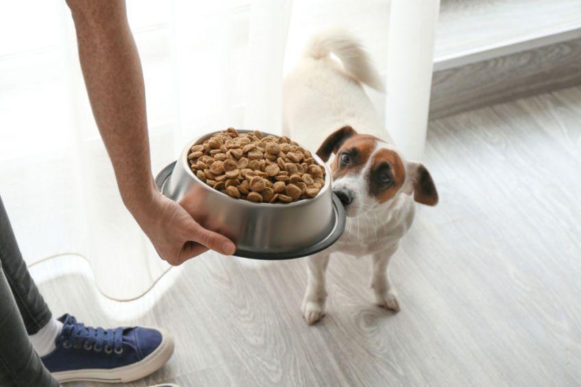 opiekun podaje psu jedzenie