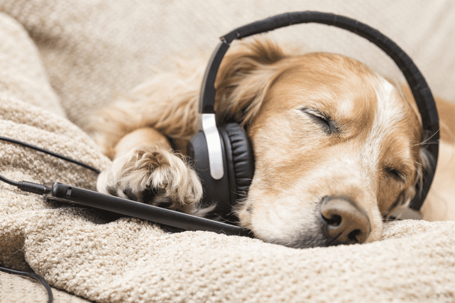 muzyka klasyczna doskonale uspokaja psy