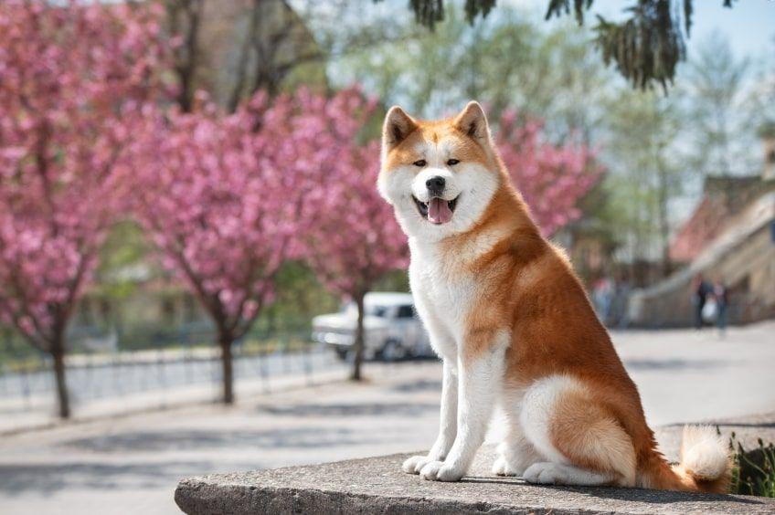 najdroższe psy świata akita inu