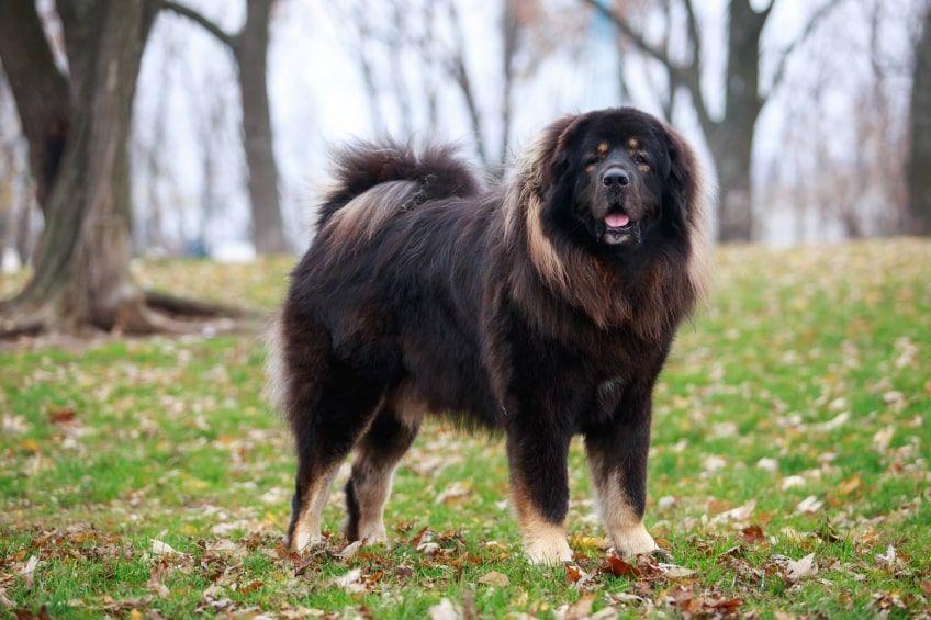 najdroższe psy świata mastif tybetański