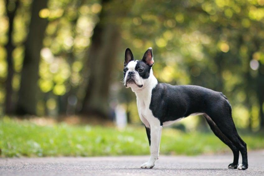 najpopularniejsze rasy psów do towarzystwa boston terrier