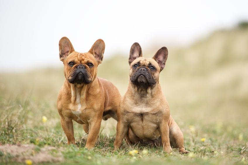 najpopularniejsze rasy psów do towarzystwa buldog francuski