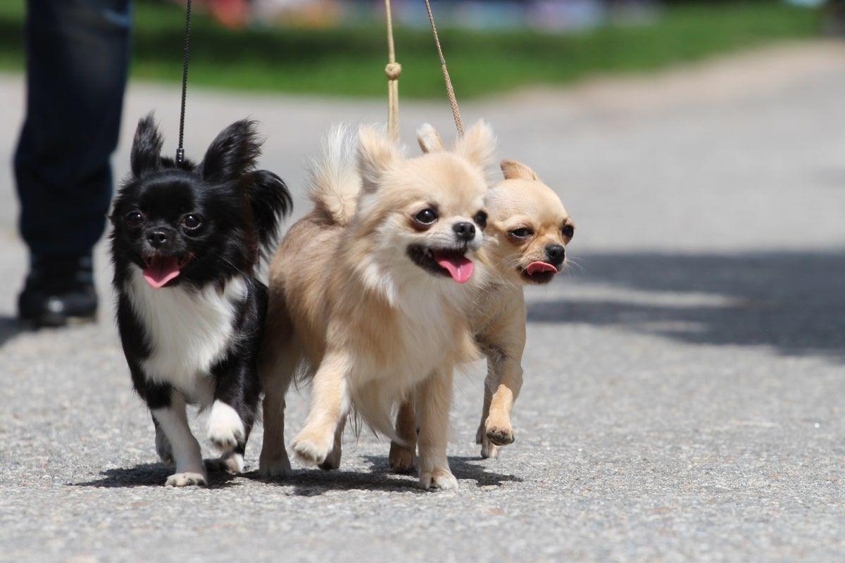 najpopularniejsze rasy psów do towarzystwa