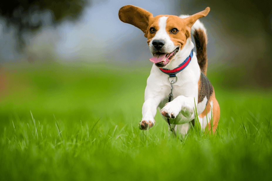 najzdrowsza rasa psow beagle