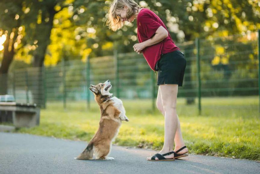 Dlaczego psy nie powinny chodzić na dwóch łapach