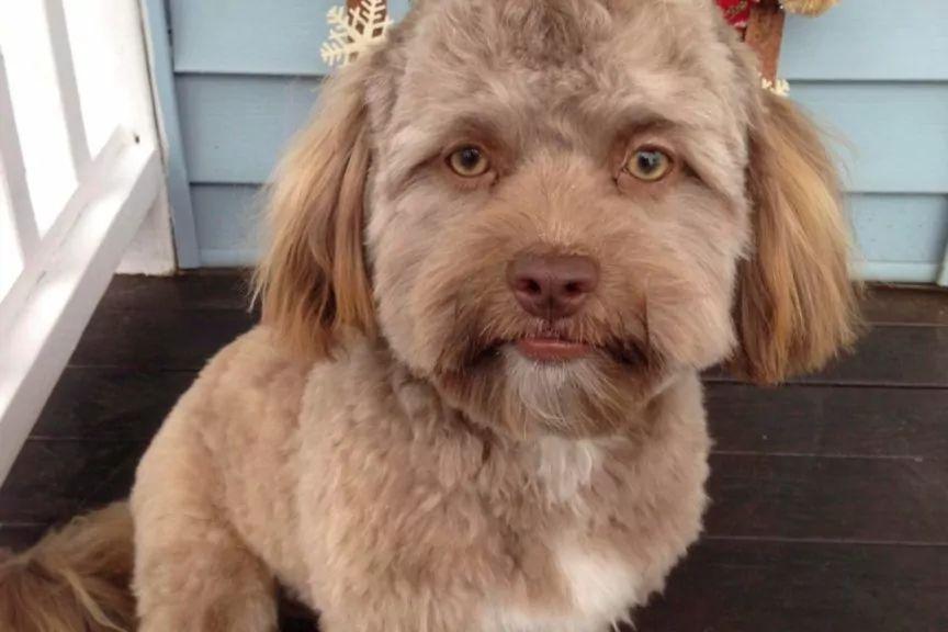 Yogi, pies z ludzką twarzą