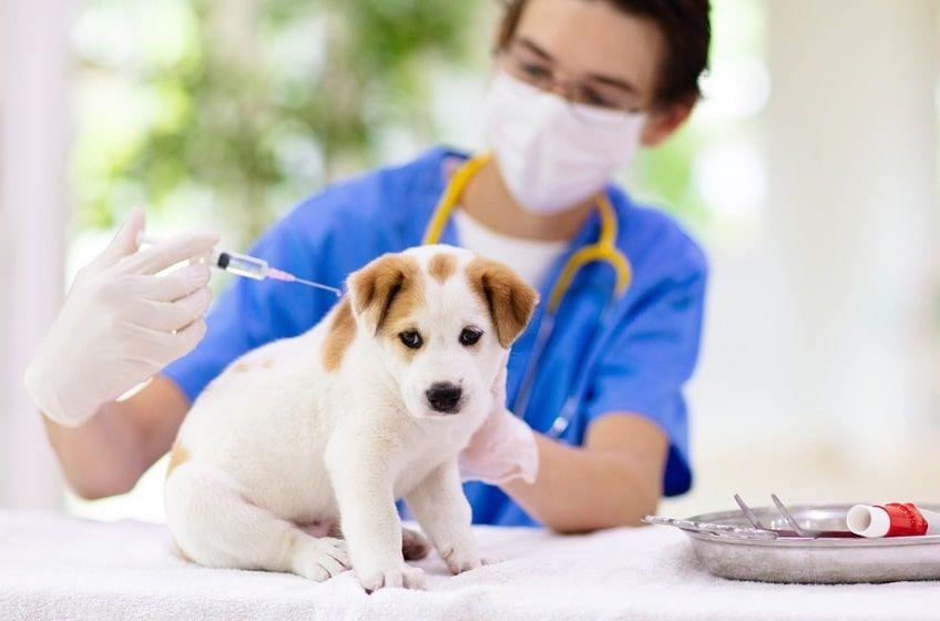 obowiązkowe szczepienia dla psa