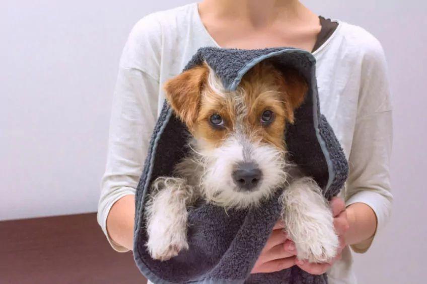 pies w ręczniku