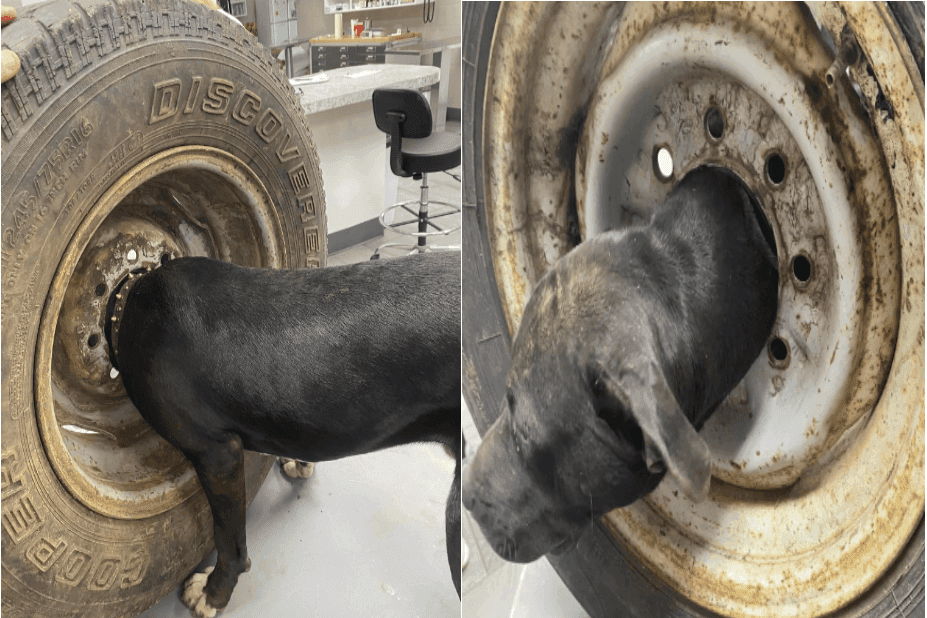 odwazny weterynarz ratuje psa ktory zablokowal glowe w kole